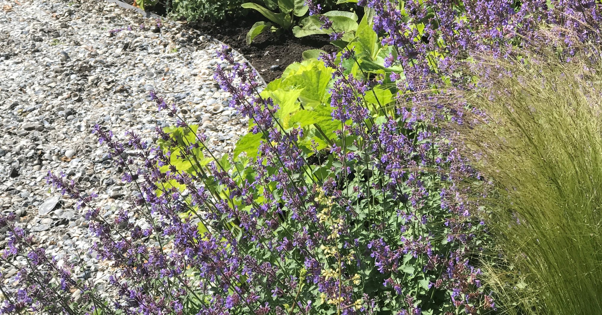 Lavendel op split