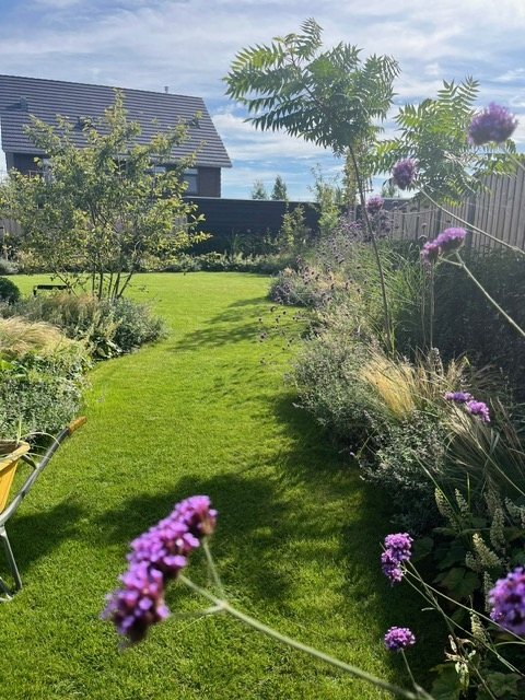 Border met verbena en siergras